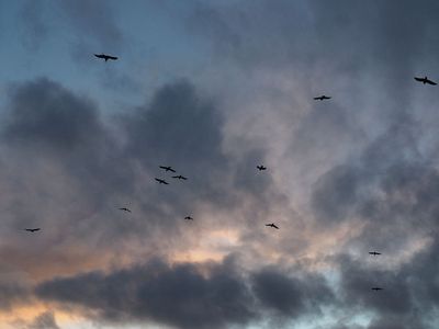 As the crow flies