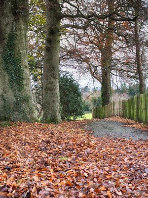Winter walk