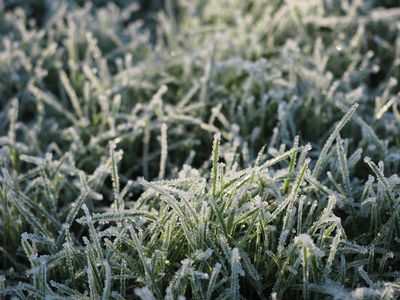 Frost