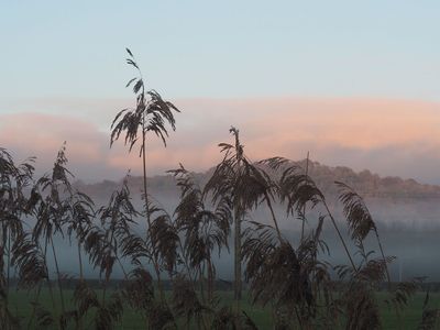 Fog
