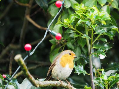 It's beginning to look a lot like...