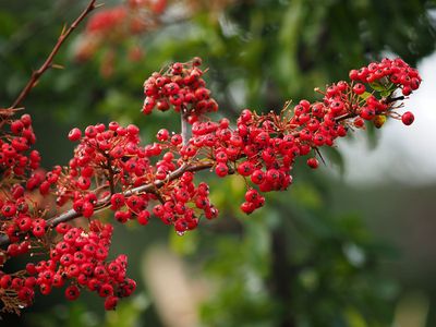 Wishing everyone a Berry Merry Christmas