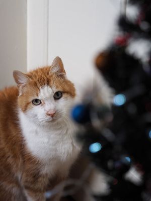 Toffee