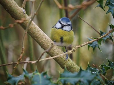 Blue Tit