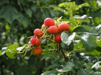 Rosehips in the gardens at Dromana House