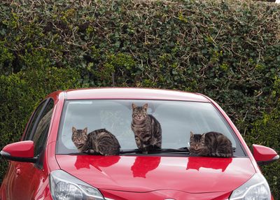 Cats on a hot tin roof?