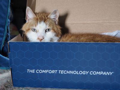 Cat comfort