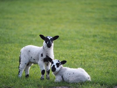 Sunday lambs