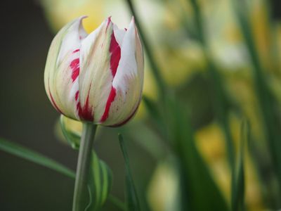 New tulip