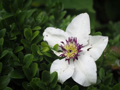 Clematis