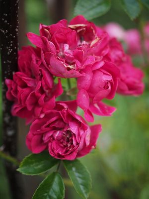 Rambling rose