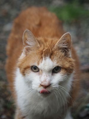Licking his lips