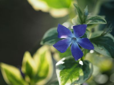 Blue Monday