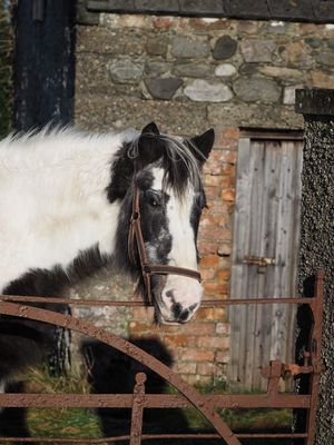 New neighbour