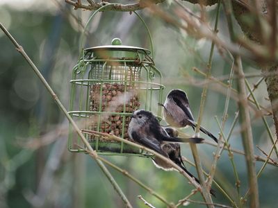 Long Tailed Tits