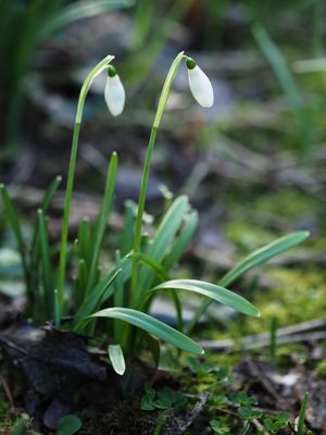 First snowdrops
