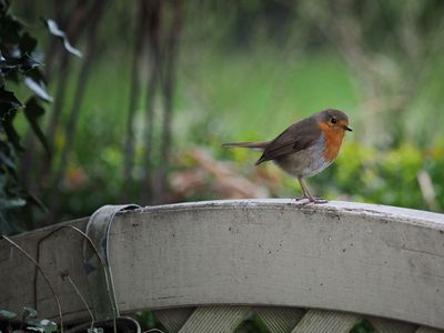 Robin