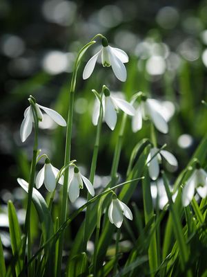 A taste of spring