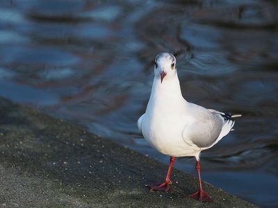 Black headed gull