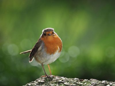 Friendy robin