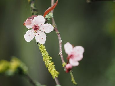 First of the blossoms