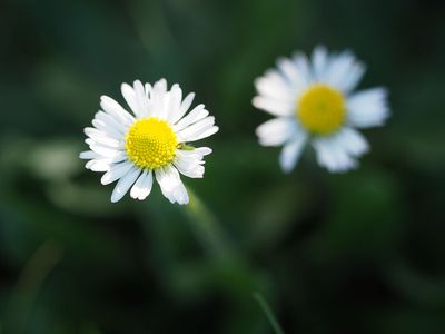 Daisies popping up