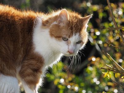 Toffee 2007 -2024