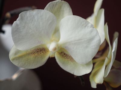 Orchid