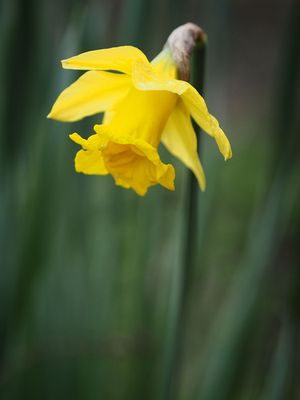 Daff