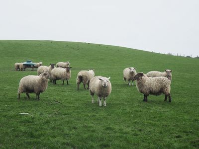 There's always sheep