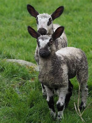 Big Ears