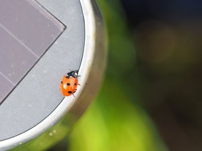 Ladybird