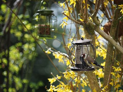 Goldfinch
