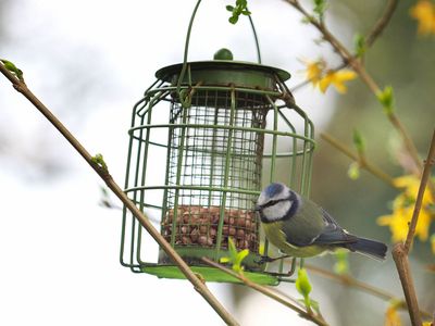 Visiting blue tit