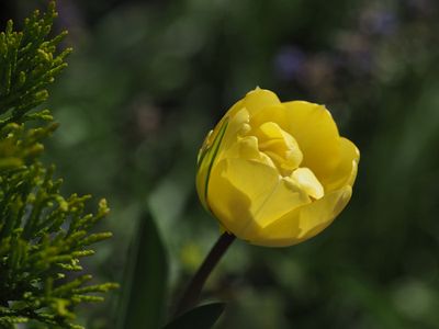 Tulip