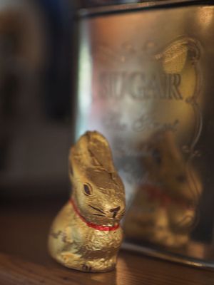 The dear bunny