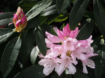 Rhododendron Week