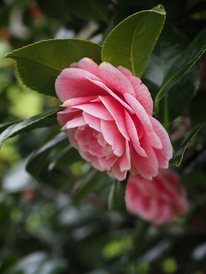 In the pink