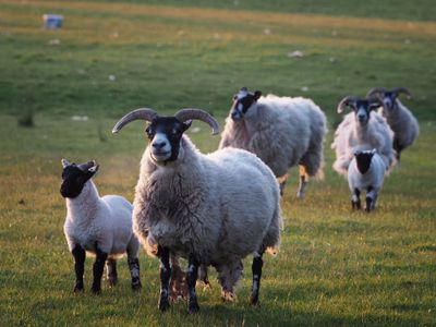 Back home to sheep country