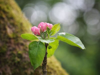 Blossom time
