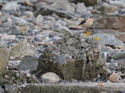 Wheatear