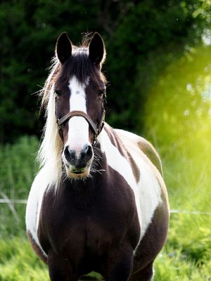 A new neigh-bour