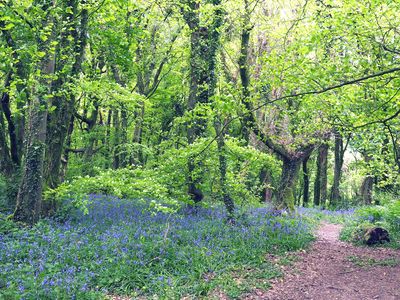 Bluebell wood