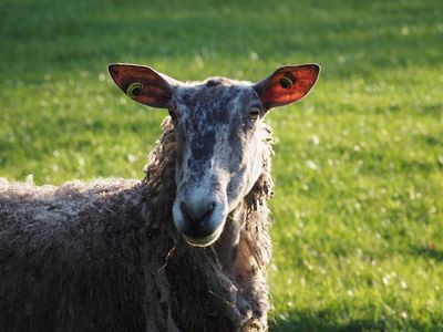 Another neighbour
