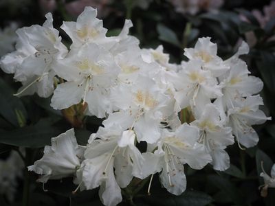A whiter shade of pale
