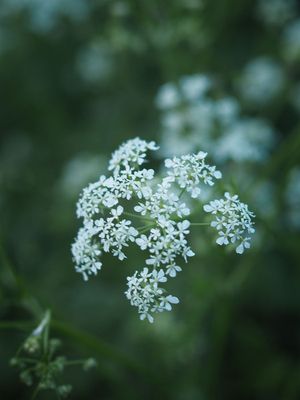 Cow Parsley