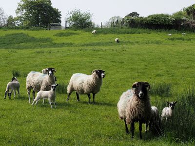 More sheep