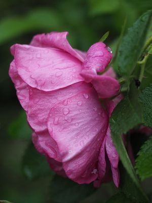 Wet Rose