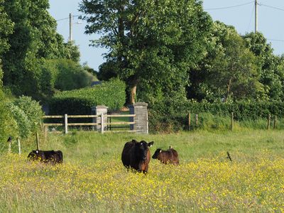 Summer meadow