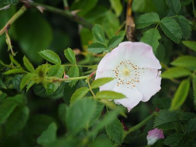 Dog Rose